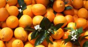 Cítrics, mandarines i taronges. Cooperativa de les Terres de l'Ebre