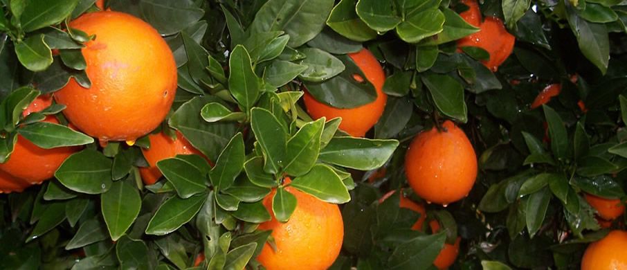 Cítrics, mandarines i taronges