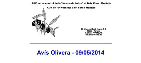 Avís fitosanitari olivera - 09/05/2014
